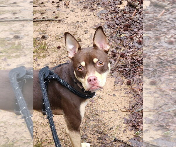 Medium Photo #4 Mutt Puppy For Sale in Ellijay, GA, USA