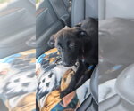 Small #2 Labrador Retriever Mix