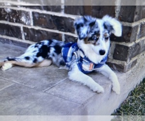 Miniature Australian Shepherd Puppy for sale in DALLAS, TX, USA