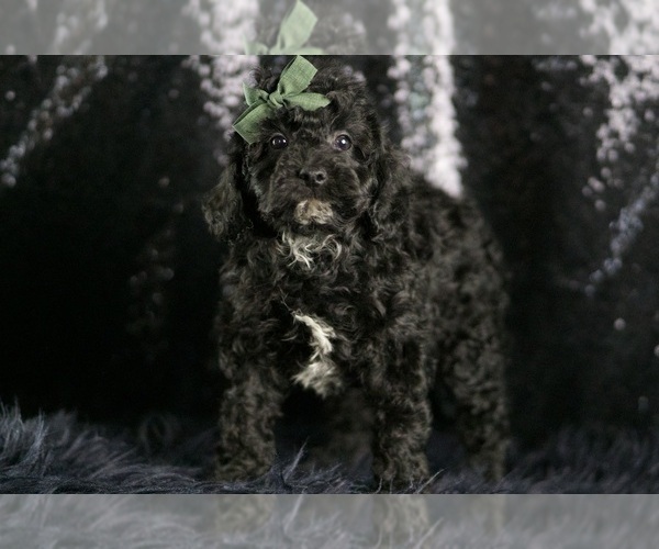 Medium Photo #130 Goldendoodle (Miniature) Puppy For Sale in WARSAW, IN, USA