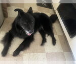 Small #7 Chow Chow Mix