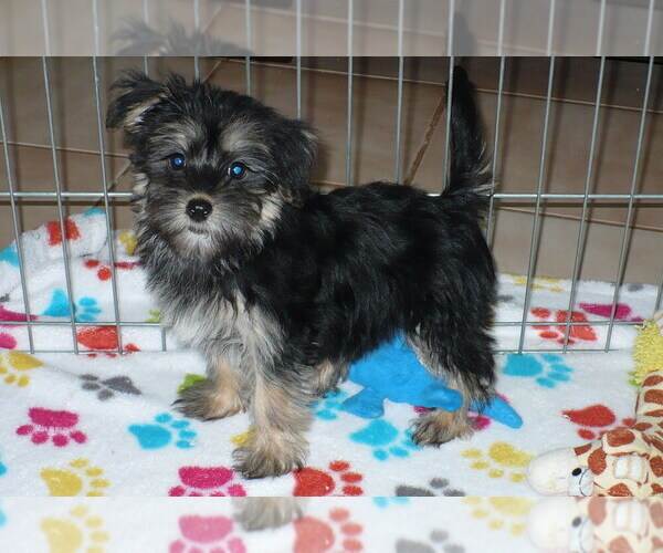 Medium Photo #1 Havashire Puppy For Sale in ORO VALLEY, AZ, USA