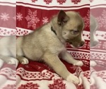 Small Photo #14 Siberian Husky Puppy For Sale in DEARBORN, MO, USA