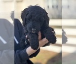 Small #9 Goldendoodle