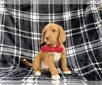Small #5 Beagle-Labradoodle Mix