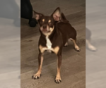 Small #1 Chihuahua Mix