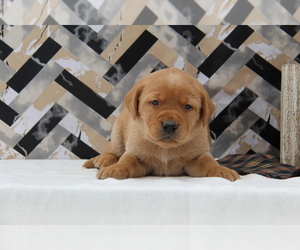 Labrador Retriever Puppy for sale in HYDE PARK, VT, USA
