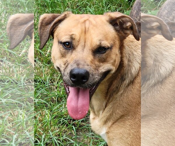 Medium Photo #2 Catahoula Leopard Dog-Unknown Mix Puppy For Sale in Spring, TX, USA