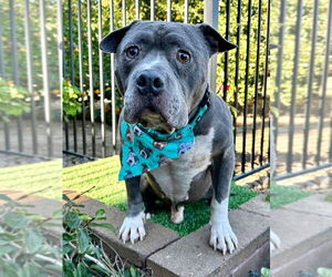 Storm - Male American Pit Bull Terrier-Unknown Mix Dog for Adoption - Photo #10
