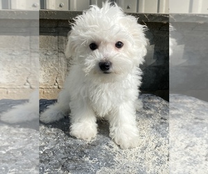 Bichpoo Puppy for sale in CANOGA, NY, USA