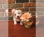 Small Photo #4 Coton de Tulear Puppy For Sale in FELTON, PA, USA