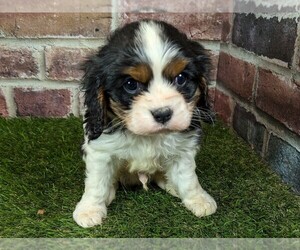 Cavalier King Charles Spaniel Puppy for sale in MOBERLY, MO, USA