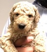 Small Photo #1 Poodle (Standard) Puppy For Sale in NASHVILLE, TN, USA