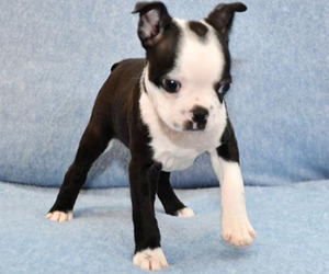 Boston Terrier Puppy for sale in HOMINY, OK, USA