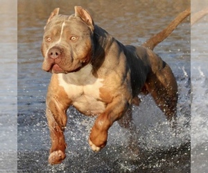 Father of the American Bully puppies born on 01/26/2022