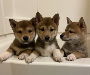 Shiba Inu Puppy for sale in WENTZVILLE, MO, USA