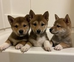 Small Shiba Inu