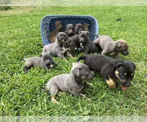 American Bully-Belgian Malinois Mix Puppy for sale in GREENVILLE, NC, USA
