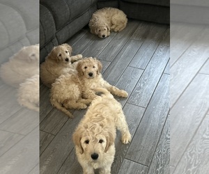 Goldendoodle Puppy for sale in NEW BRITAIN, CT, USA