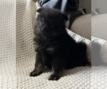 Small Photo #18 Pomeranian Puppy For Sale in SACRAMENTO, CA, USA