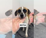 Small #2 Chihuahua Mix