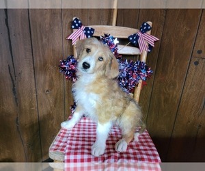 Medium Bernedoodle (Miniature)