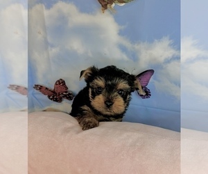 Yorkshire Terrier Puppy for Sale in CASSVILLE, Missouri USA