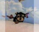 Small Yorkshire Terrier