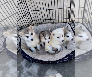 Alaskan Malamute-Alusky Mix Puppy for sale in AGUANGA, CA, USA
