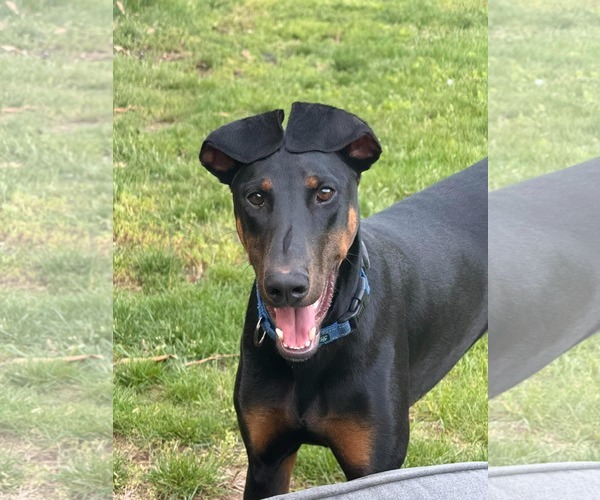 Medium Photo #6 Doberman Pinscher Puppy For Sale in Boonton, NJ, USA