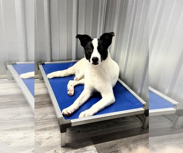 Medium Photo #3 Mutt Puppy For Sale in Yardley, PA, USA