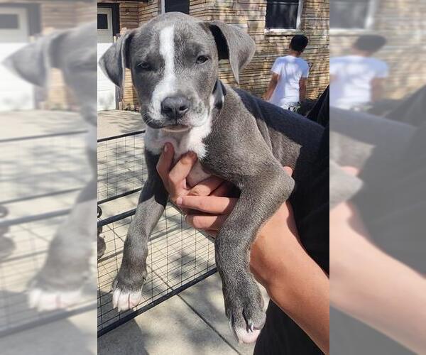 Medium Photo #1 American Staffordshire Terrier-Unknown Mix Puppy For Sale in San Antonio, TX, USA