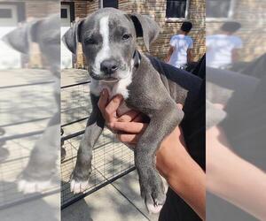 American Staffordshire Terrier-Unknown Mix Dogs for adoption in San Antonio, TX, USA