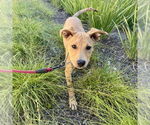 Small #3 Labrador Retriever Mix