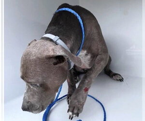 Mutt Dogs for adoption in Houston, TX, USA
