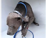 A663130 - Female Mutt Dog for Adoption - Small photo