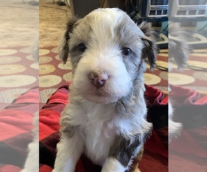 Aussiedoodle Miniature  Puppy for sale in TOPEKA, KS, USA