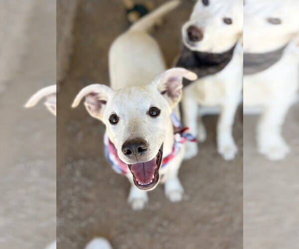 Medium Photo #7 Labrador Retriever-Unknown Mix Puppy For Sale in San Diego, CA, USA
