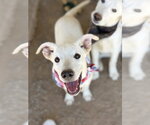 Small #6 Labrador Retriever Mix