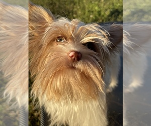 Yorkshire Terrier Puppy for sale in MIAMI, FL, USA