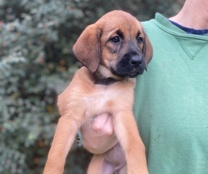 Belgian Malinois-English Springer Spaniel Mix Litter for sale in SPRINGFIELD, OR, USA