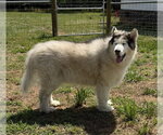 Small #3 Alaskan Malamute