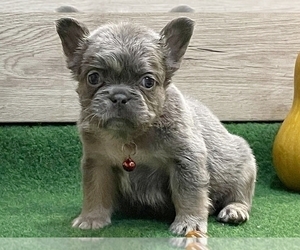 French Bulldog Puppy for sale in NEW YORK, NY, USA