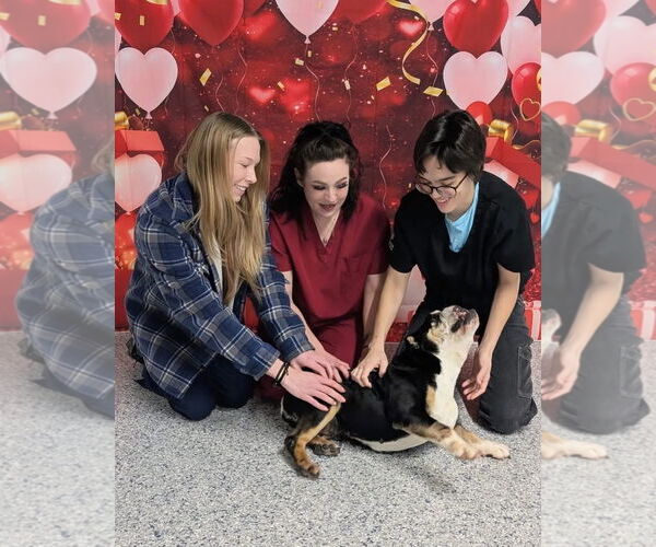 Medium Photo #5 Bulldog Puppy For Sale in Dumont, NJ, USA