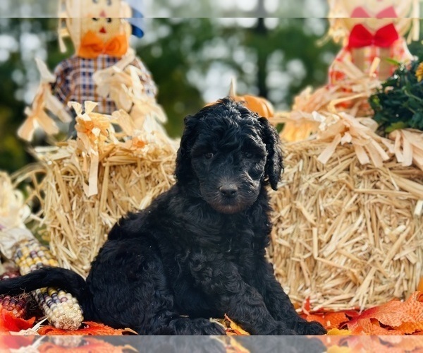 Medium Photo #1 Poodle (Standard) Puppy For Sale in COXS CREEK, KY, USA