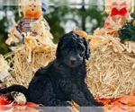 Small Photo #1 Poodle (Standard) Puppy For Sale in COXS CREEK, KY, USA