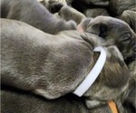 Small Photo #7 Cane Corso Puppy For Sale in WEST MONROE, LA, USA