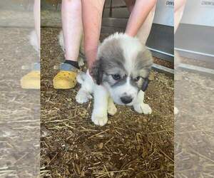 Great Pyrenees Puppy for sale in TOANO, VA, USA