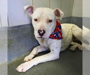 American Staffordshire Terrier-Unknown Mix Dogs for adoption in San Antonio, TX, USA