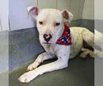 Small American Staffordshire Terrier Mix